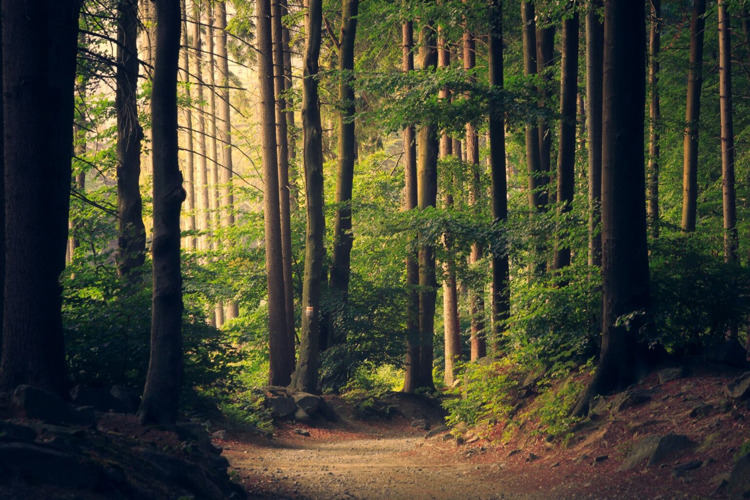 Sunlight through forest