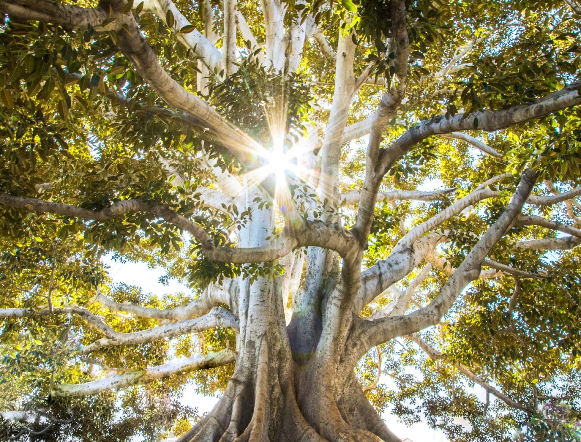 Sunlight through green trees
